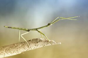 What is the longest Insect in the world